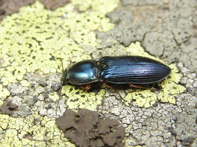 Elateridae: Selatosomus aeneus ??  Sì !